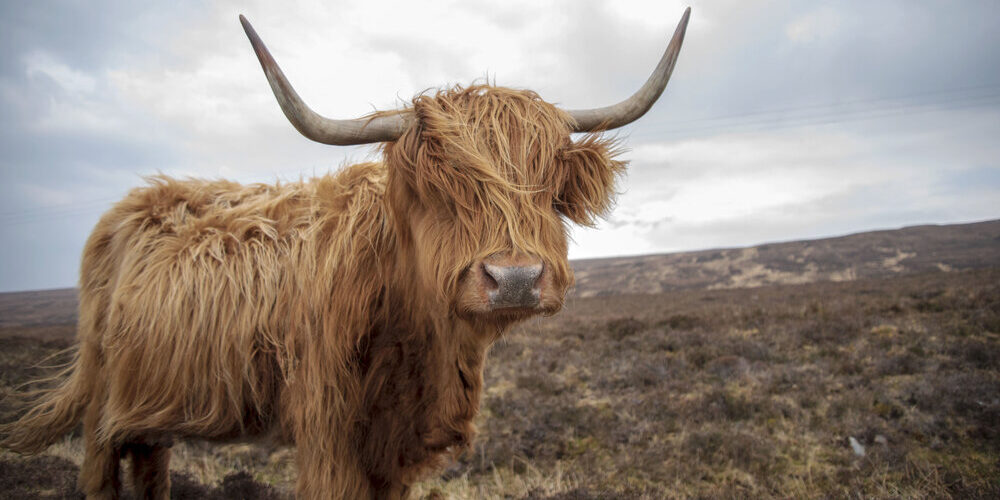 Highland Cow